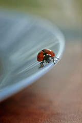 
Ladybug on a white plate close-up. Beautiful photo.