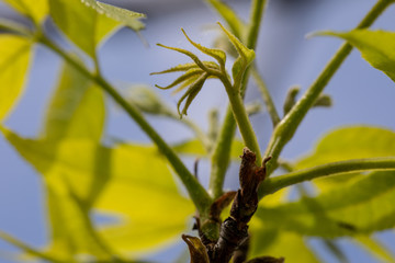 blossom nature and flowers