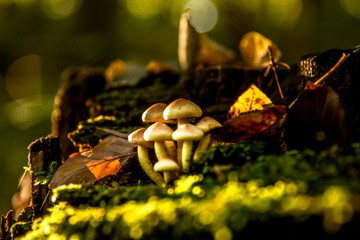 Some colorful shroom in the forest