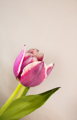 Close-up of a single purple and white Tulip, leaning to the right, on a white background. Plenty of negative space.