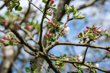 kwitnący kwiat jabłoni wiosną