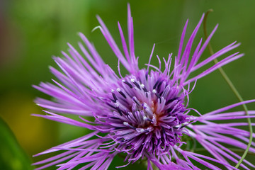 blossom nature and flowers