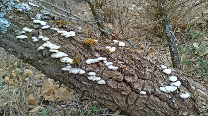 The fungus Schizophyllum commune growing on a dead poplar tree in a forest in the north of the province of Palencia, Spain. This species resembles undulating waves of tightly packed white corals.