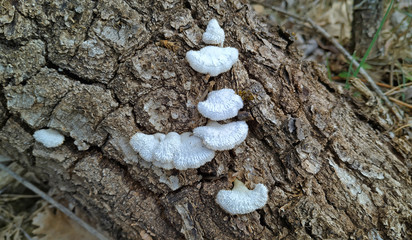 Detail of Schizophyllum commune growing on a dead poplar tree in a forest in the north of the...