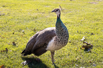 Peacock on the grass