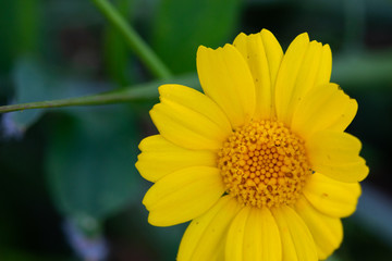 blossom nature and flowers