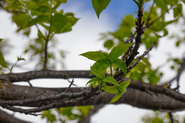 blossom nature and flowers