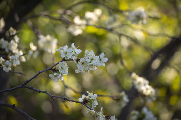 A sprig of beautifully blooming fruit tree in early spring.