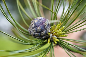 Young cone from the swiss stone pine, pinus cembra, with fresh needles in spring 
