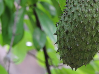 green soursop in my backyard