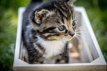 Portrait D Un Chaton Tigre Wall Mural Wallpaper Murals Alf Photo