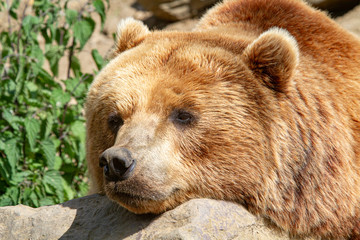 B&auml;r relaxt in der Sonne
