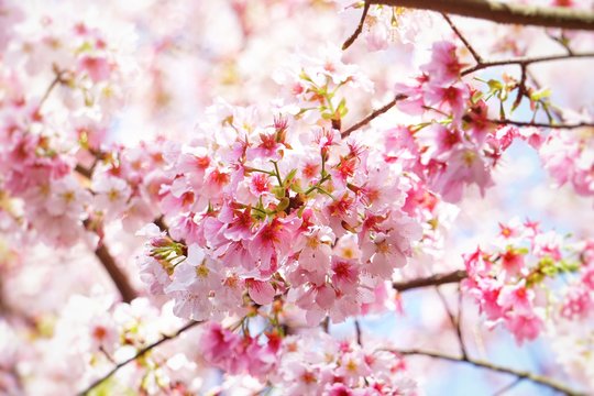 Cherry blossoms are blooming in bright sunlight on the cherry​ blossom tree.