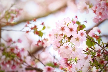 Cherry blossoms are blooming in bright sunlight on the cherry​ blossom tree.