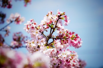 Cherry blossoms are blooming in bright sunlight on the cherry​ blossom tree.