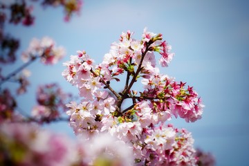 Cherry blossoms are blooming in bright sunlight on the cherry​ blossom tree.