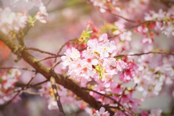 Cherry blossoms are blooming in bright sunlight on the cherry​ blossom tree.