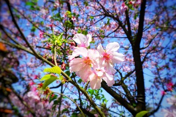 Cherry blossoms are blooming in bright sunlight on the cherry​ blossom tree.