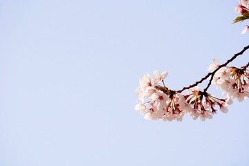 Cherry blossoms are blooming in bright sunlight on the cherry​ blossom tree.