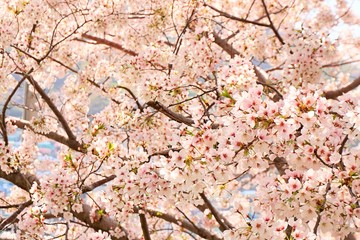 Cherry blossoms are blooming in bright sunlight on the cherry​ blossom tree.