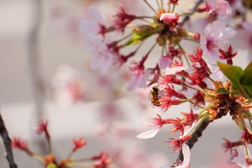 Cherry blossoms are blooming in bright sunlight on the cherry​ blossom tree.