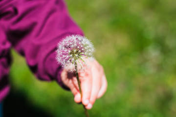 flower in the children's arm