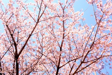 Cherry blossoms are blooming in bright sunlight on the cherry​ blossom tree.