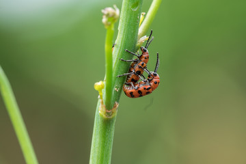 Spotted asparagus beetle on the asparagus sprout top. The main pest of asparagus crop.