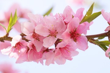 Cherry blossoms are blooming in bright sunlight on the cherry​ blossom tree.