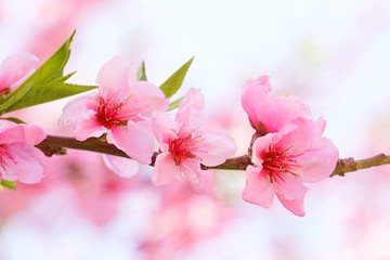 Obraz premium Cherry blossoms are blooming in bright sunlight on the cherry​ blossom tree.