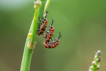 Spotted asparagus beetle on the asparagus sprout top. The main pest of asparagus crop.