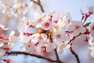 Cherry blossoms are blooming in bright sunlight on the cherry​ blossom tree.