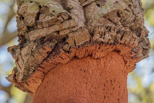 cork tree bark close up, contrast, texture and copy space