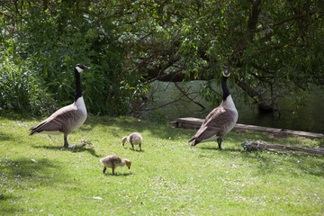 Geese with their goslings in Abingdon in the UK