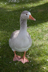 A goose on a grass bank