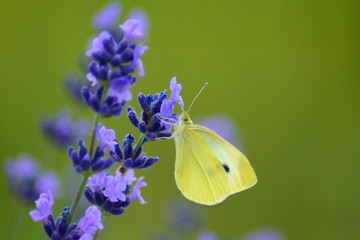 Motyl na kwiecie lawendy © ukasz