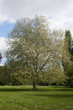 An Oriental Planetree in a park in Abingdon in Oxfordshire during May
