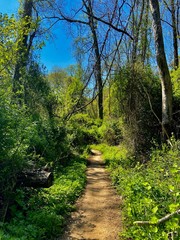 Obraz premium path in the forest