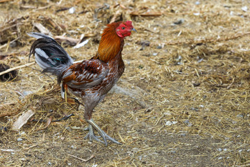 The colorful fighting cock is walking in farm at thailand