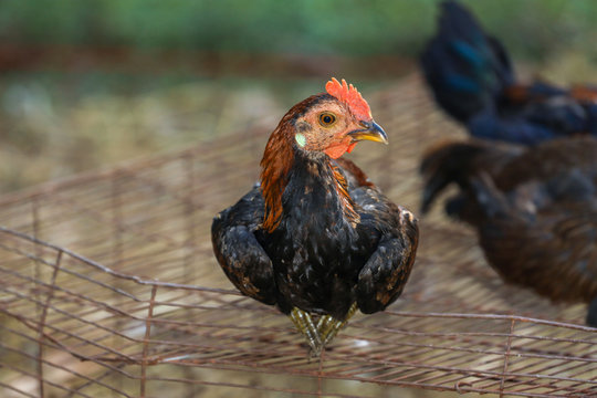 The Baby fighting hen is sit down and rest in farm at thailand