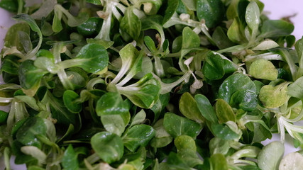 corn salad, mache, lambs lettuce