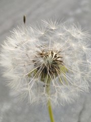 dandelion seed head white aspect 