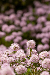 Pink flowers with photographed on a nice sunny day with a beautiful bokeh in the background