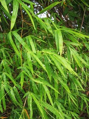 Green bamboo trees in local, Thailand