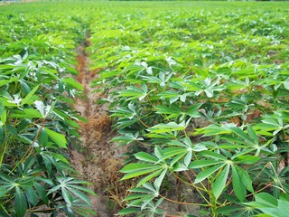 Obraz premium Cassava plant in the field