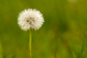 Dandelion closeup with a nice green background
