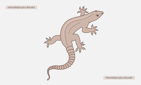 hemidactylus brookii VECTOR,legerd  animal image 