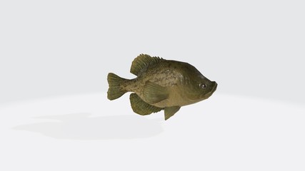 Fototapeta premium 3d illustration of crappies fish. 3d model of fish with open mouth.
