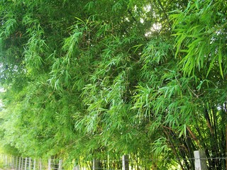 green bamboo tree beside the road in Thailand