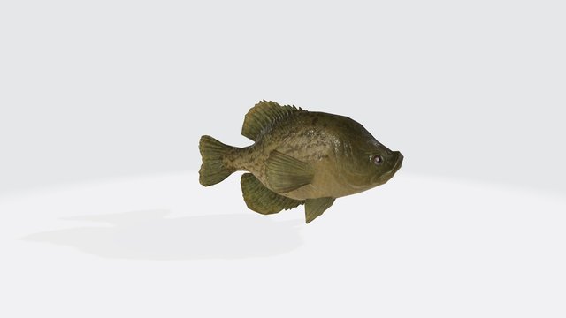 3d illustration of crappies fish. 3d model of fish with open mouth.